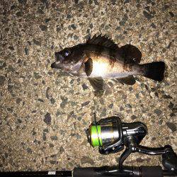 久々のライトゲーム