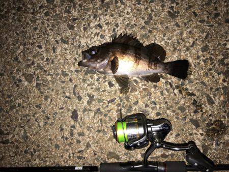 久々のライトゲーム