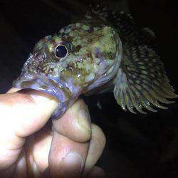 ガシリング釣果！