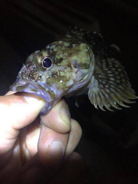 ガシリング釣果！