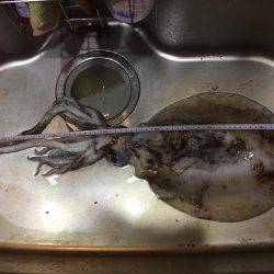 久しぶりアオリイカ