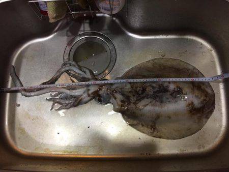 久しぶりアオリイカ