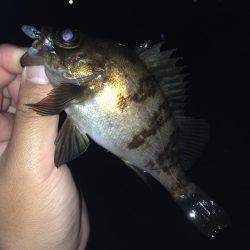 垂水漁港で大潮の朝まづめ！！ガシメバリング！！