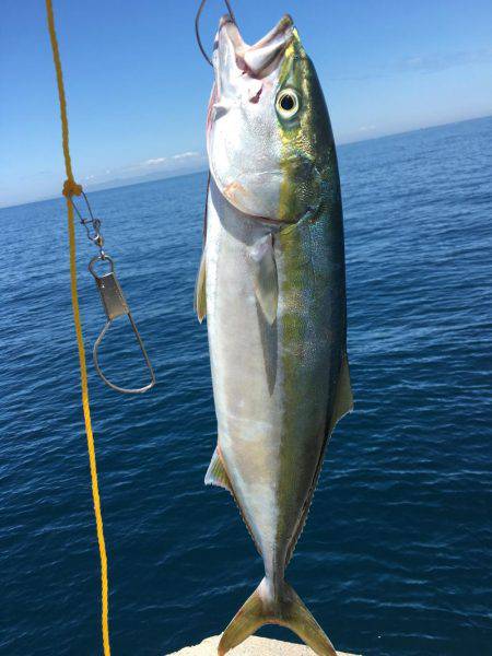 狙いどうり青物！！