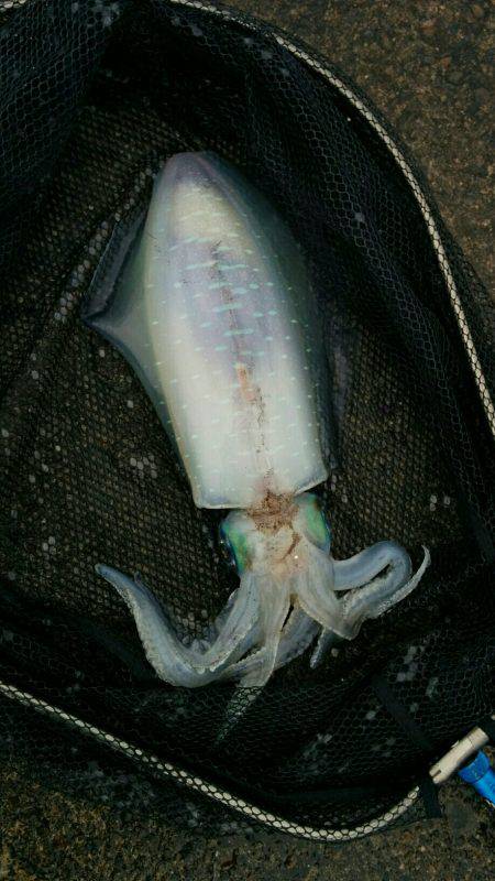 ヤエンでアオリイカ