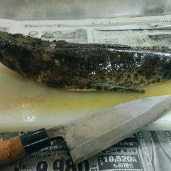 ウツボと思いきや