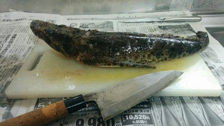 ウツボと思いきや