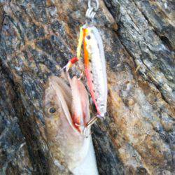 ライトショアジギング