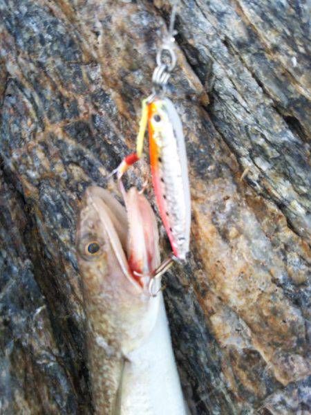 ライトショアジギング