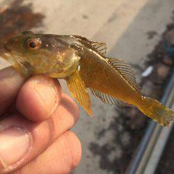 アイナメ釣れました！