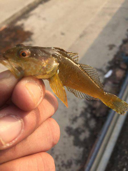 アイナメ釣れました！