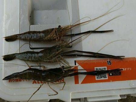 テナガエビ釣行in多摩川