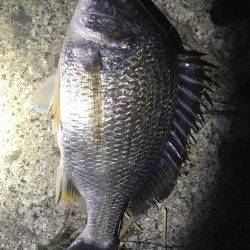 シーバス狙いでキビレ