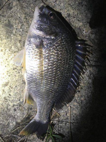 シーバス狙いでキビレ