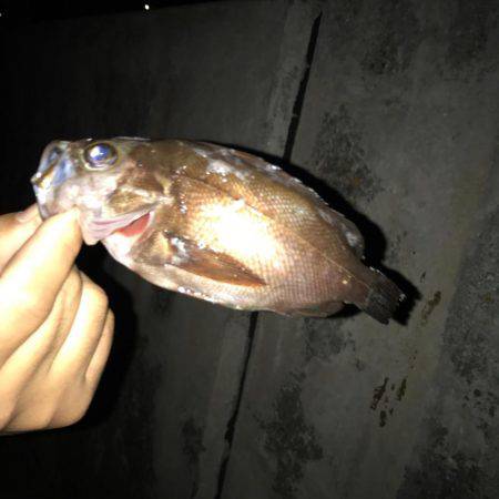 最近‥メバルがめっきり減ってきた!!