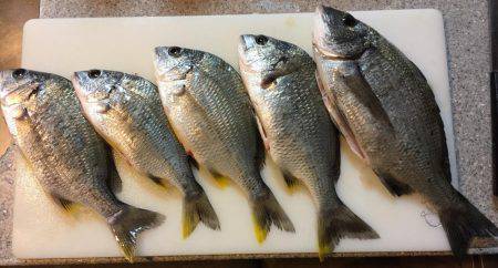 最近の釣果ーーー！