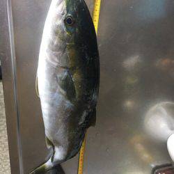 シーバス狙いでまさかのハマチ！！