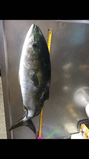 シーバス狙いでまさかのハマチ！！