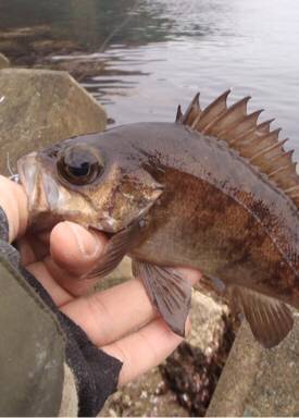 メバリングからの青虫でアナゴ釣り