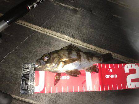 泉南ライトゲーム