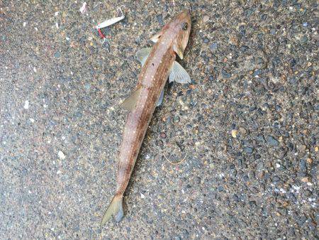 リールテスト！セドナ3000