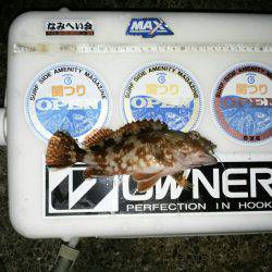 再度、煙樹ヶ浜釣行のつもりが…