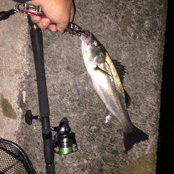 残りバチシー！