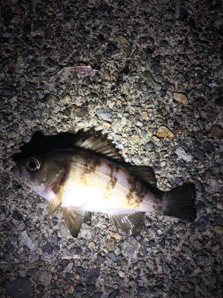 アジングリベンジ