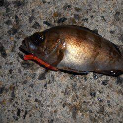 癒しのメバル！！