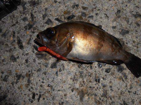 癒しのメバル！！