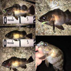 明石周辺メバリング