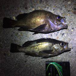 丸々なメバルが釣れました！