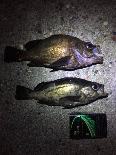 丸々なメバルが釣れました！