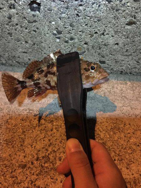 アジ調査のハズが、、