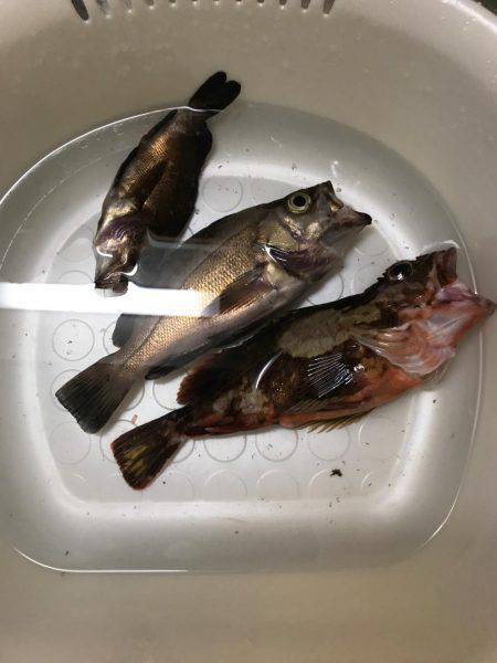 アジングのつもりが