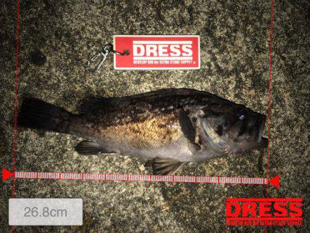 サイトフィッシングで初魚種