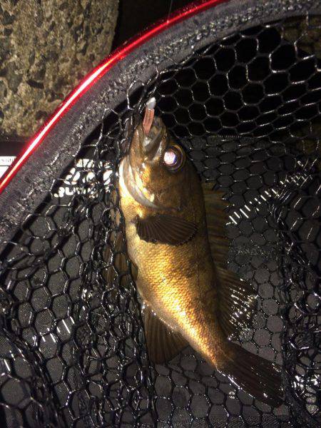 泉南アジを求めて