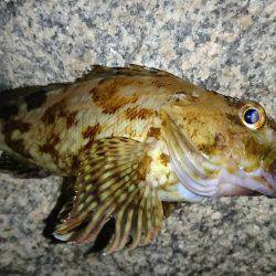 エサ釣りに完敗