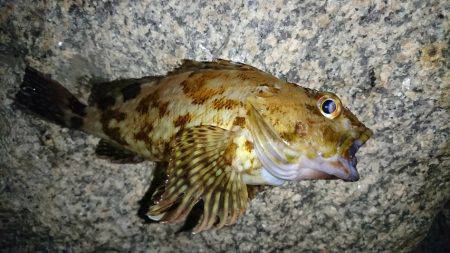 エサ釣りに完敗