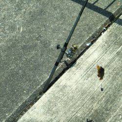 チヌを釣りたかったけど…