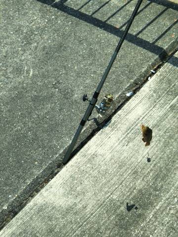 チヌを釣りたかったけど…