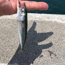 紀州釣りでもエソ