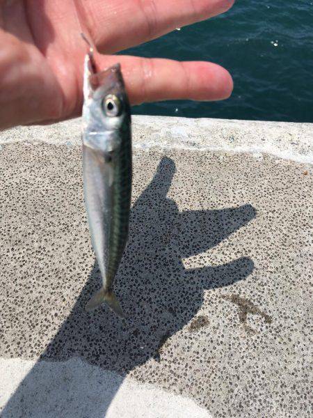 紀州釣りでもエソ