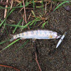 市川三郷町 芦川渓谷 アマゴ3匹