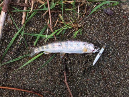 市川三郷町 芦川渓谷 アマゴ3匹