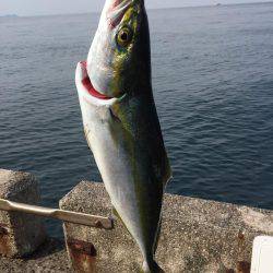 はじめてのハマチ