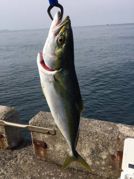 はじめてのハマチ