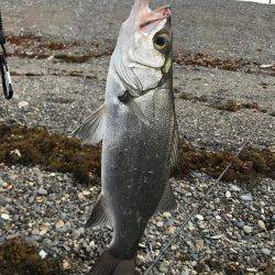 ヒラスズキ釣行