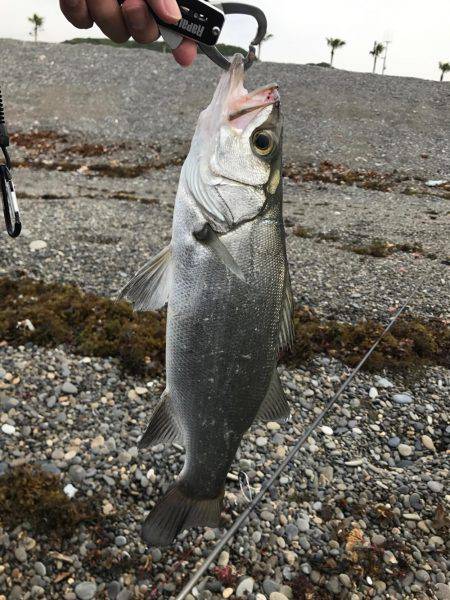 ヒラスズキ釣行