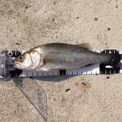 マゴチ、セイゴ。